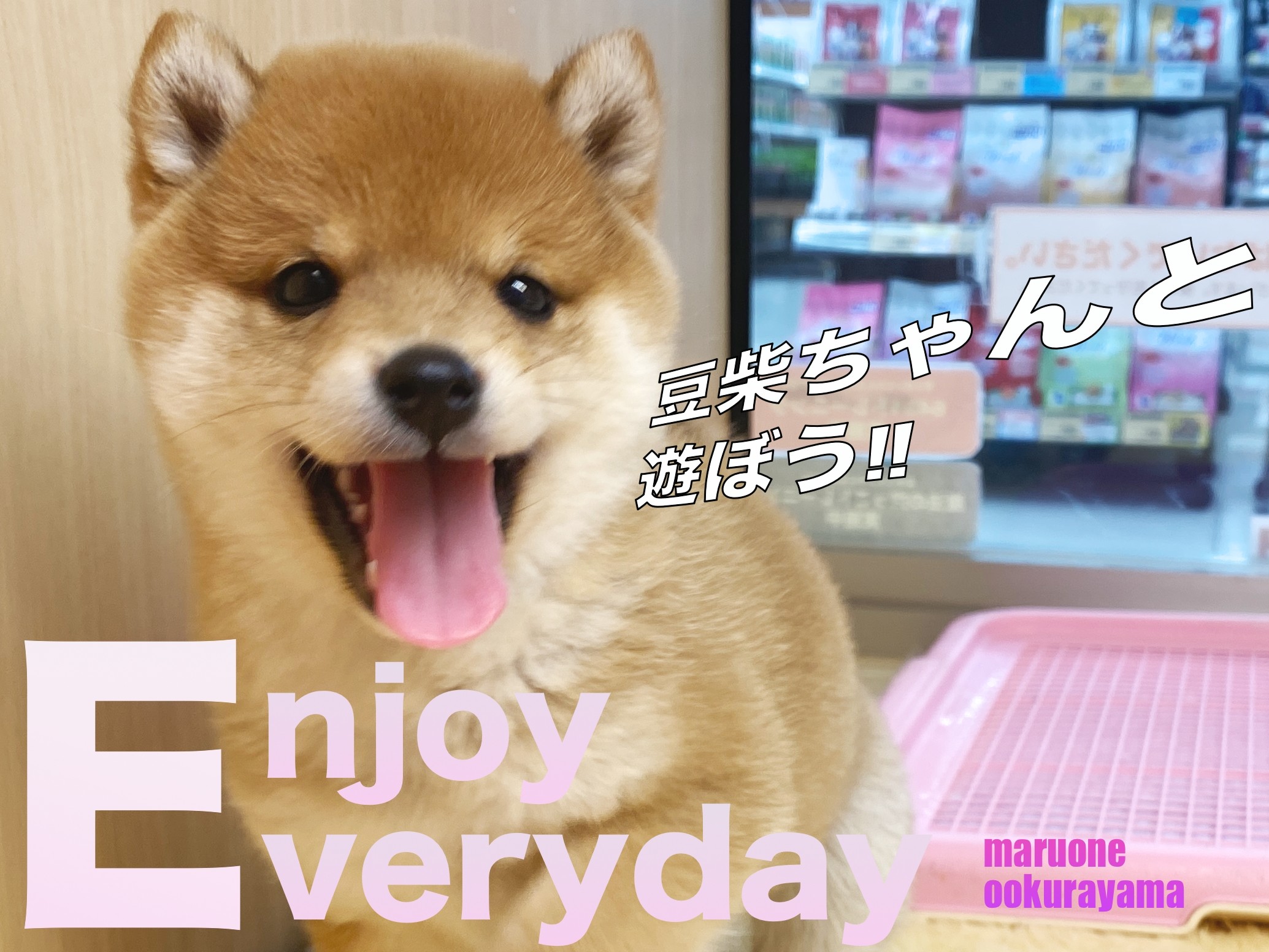 豆柴 】遊ばにゃソンソン！天真爛漫な豆柴ちゃんと遊ぼう