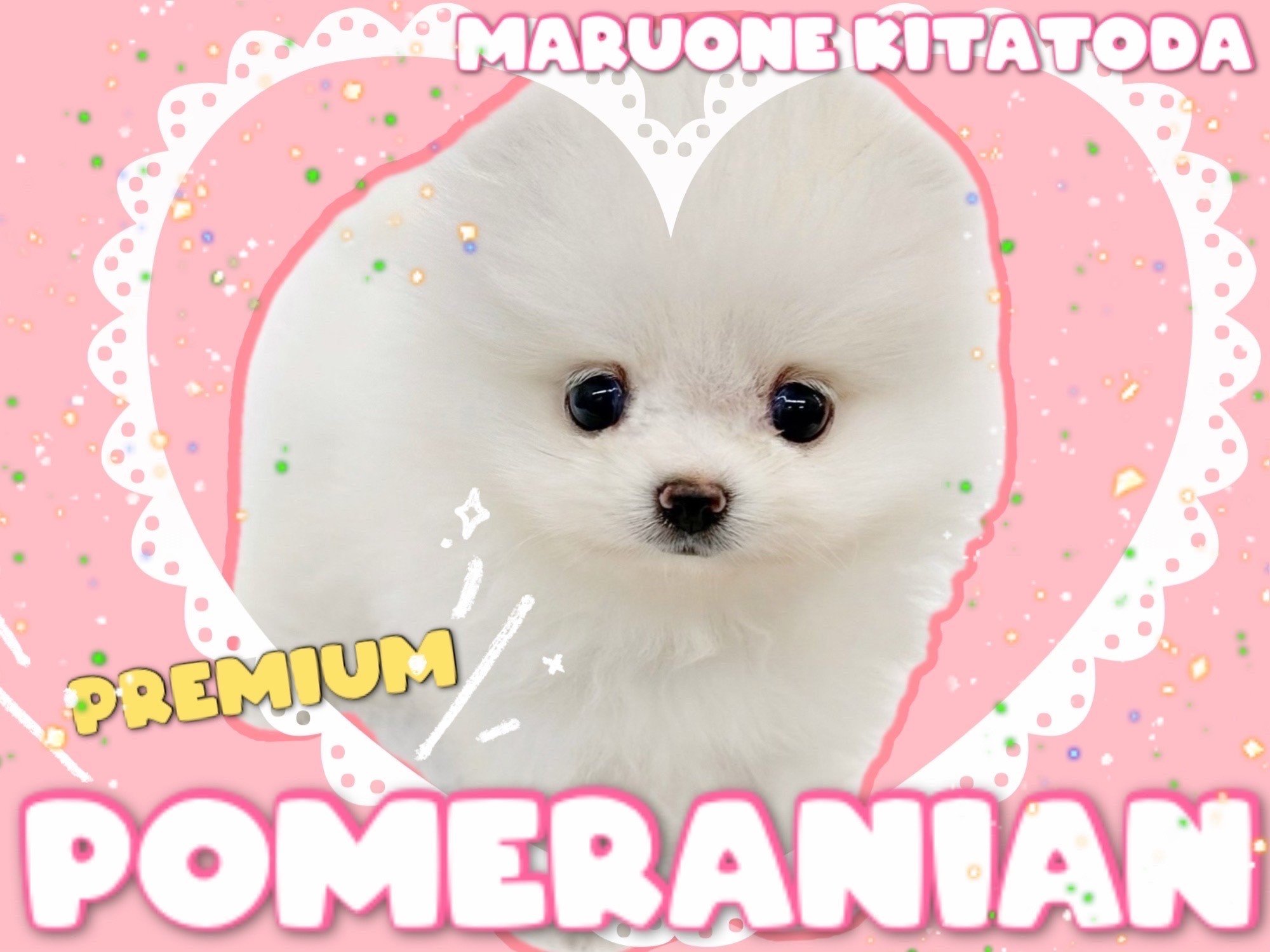 ポメラニアン 】マズル短めショートバック体型！国宝級の激かわ