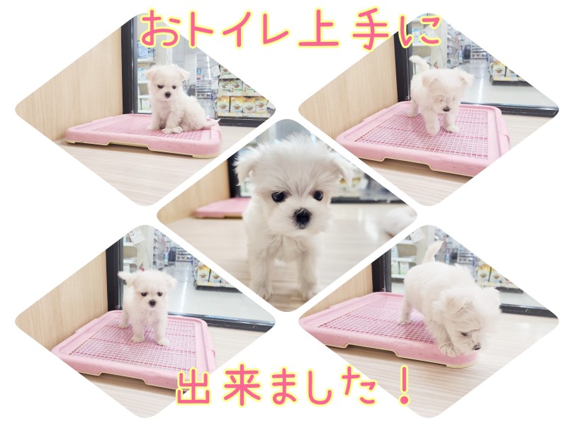 とってもキレイ好き！驚異のおトイレ成功率 | マルチーズ （17-229） - 高井戸店