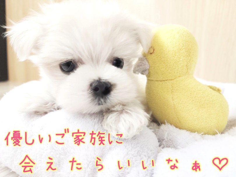 環境馴れ抜群！人が大好き！食欲旺盛健康優良児！ | マルチーズ （17-229） - 高井戸店