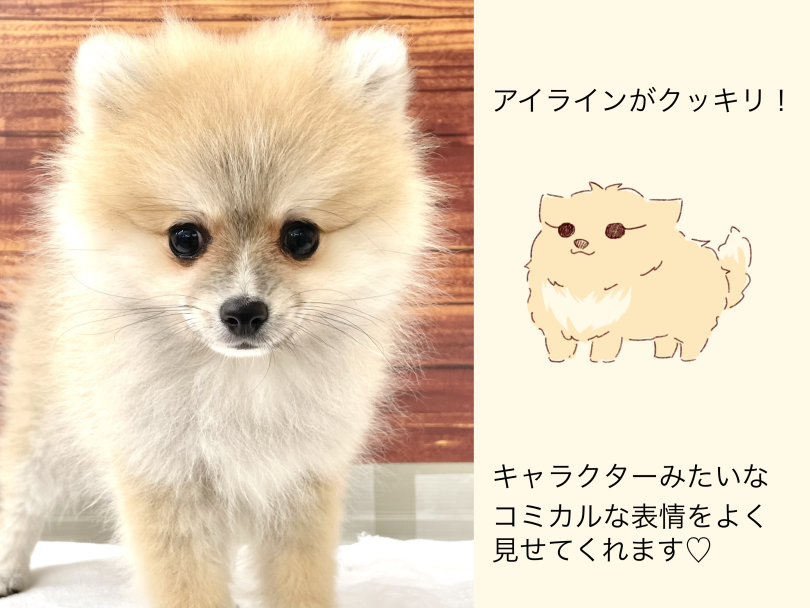 クッキリとしたアイラインがポイント | ポメラニアン （05-151） - 本羽田店