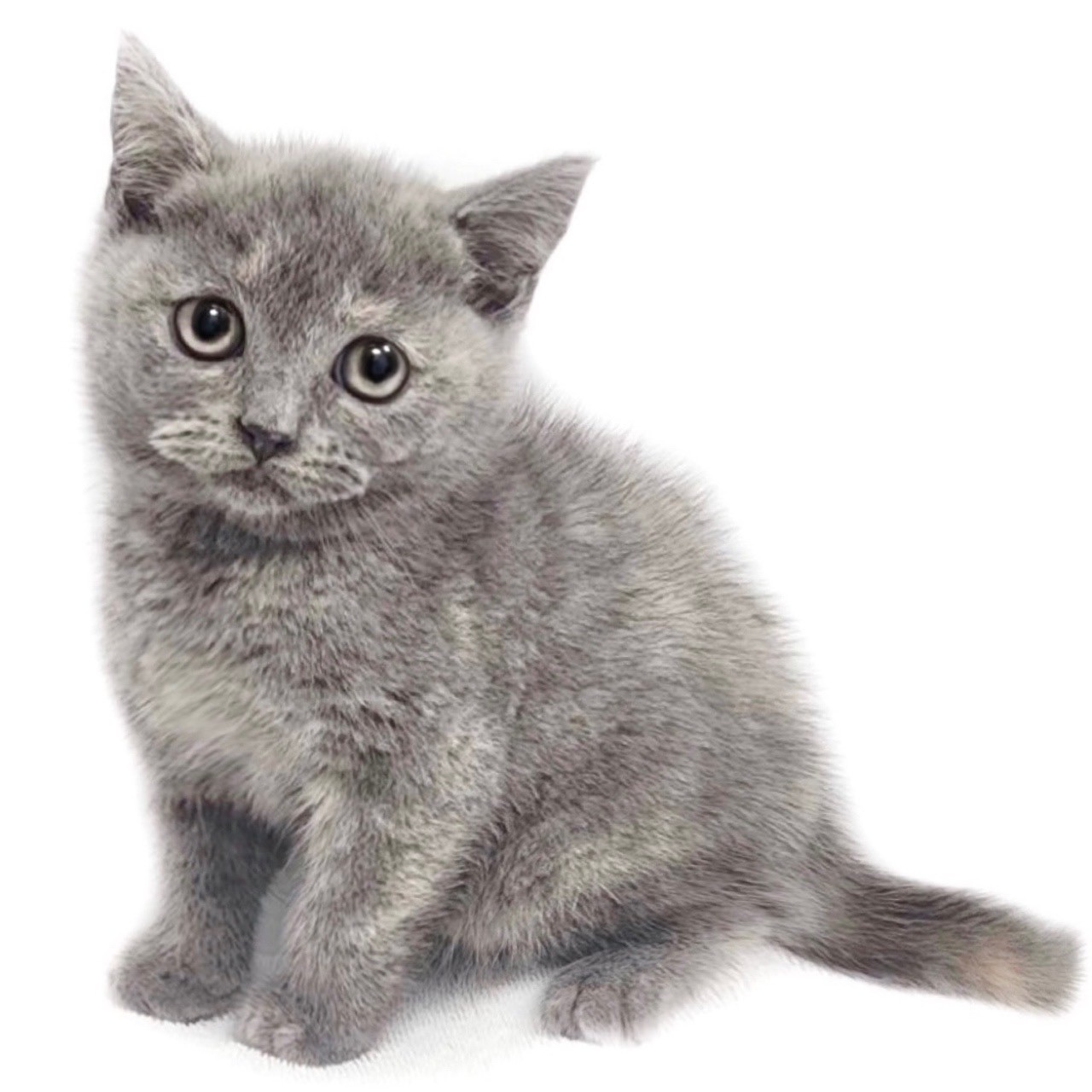 ブリティッシュショートヘア ペットショップ マルワン 小さめ子犬 美形な子猫 初心者安心のサポート