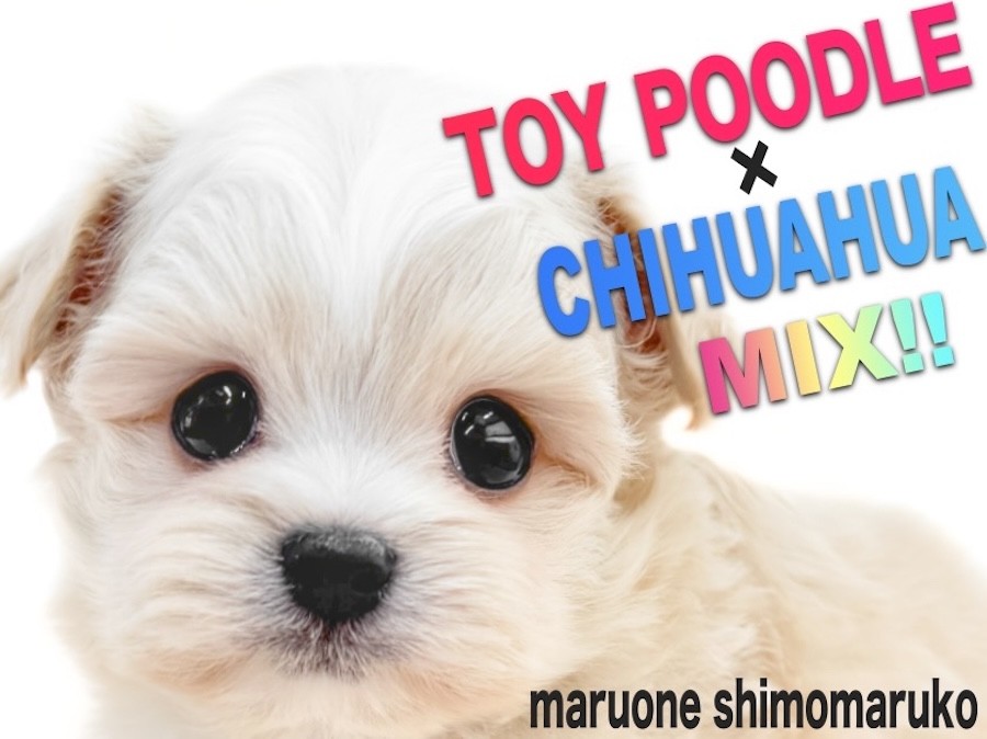 かわいい♡トイプードル&チワワちゃん d52bc67e56bcbe7c520375729f369d