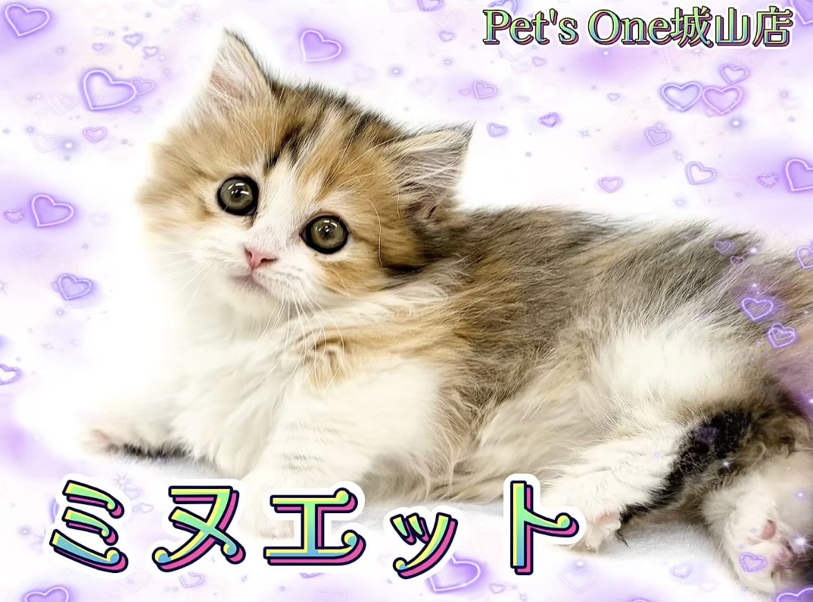 ミヌエット子猫ちゃん♡美しい子♡生後6ヶ月♡アートドール♡ぬいぐるみ♡ ミヌエット子猫ちゃん♡美しい子♡生後6ヶ月♡アートドール