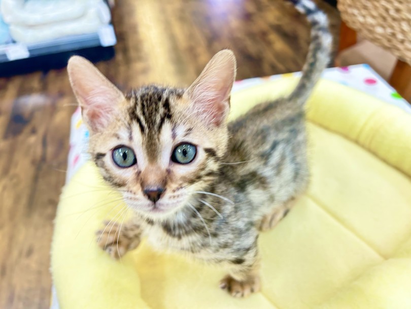 野生っぽさと短足で可愛さというギャップが魅力的な猫種 | ジェネッタ （18-516） - 横浜 元町店