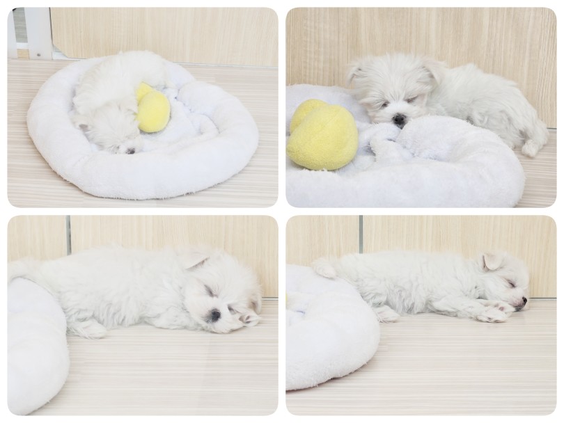 しっかり睡眠を取るのは子犬の仕事！ | マルチーズ （17-229） - 高井戸店