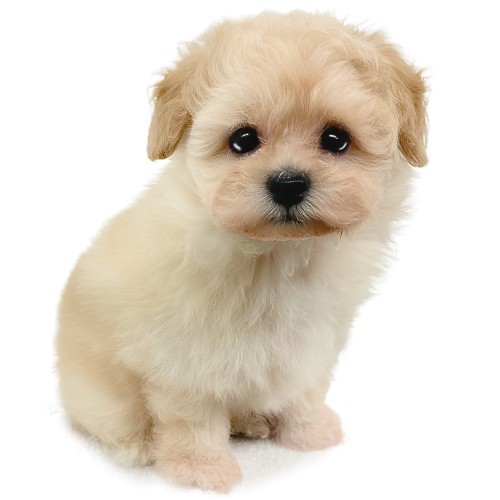 オーダー受付　6犬種　チワワ　ポメ　マル　トイプー　ダックス　予約ページ1/18 MIX（ポメラニアン×トイプードル） | ペットショップ マルワン 小さめ
