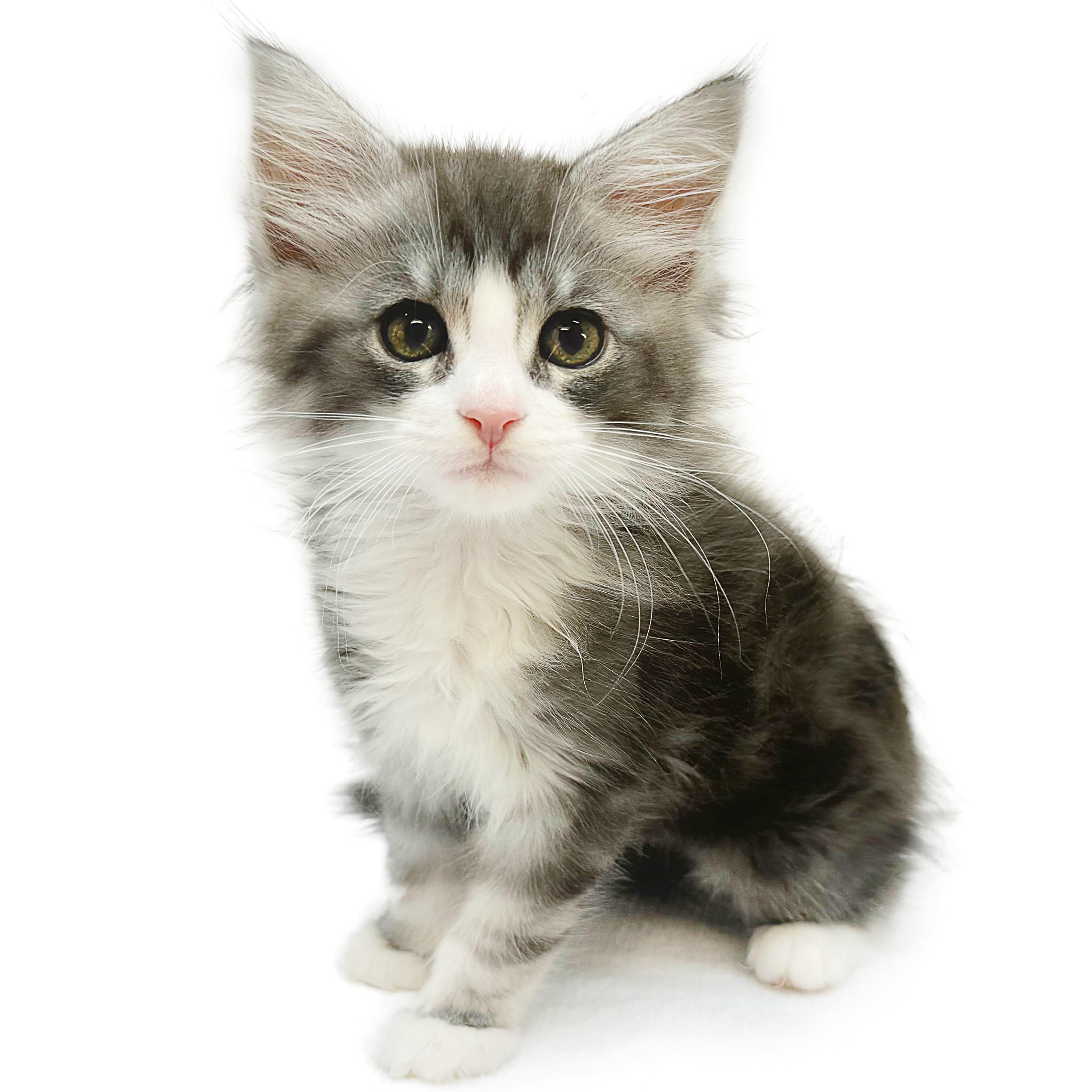 メインクーン | ペットショップ マルワン 小さめ子犬 美形な子猫