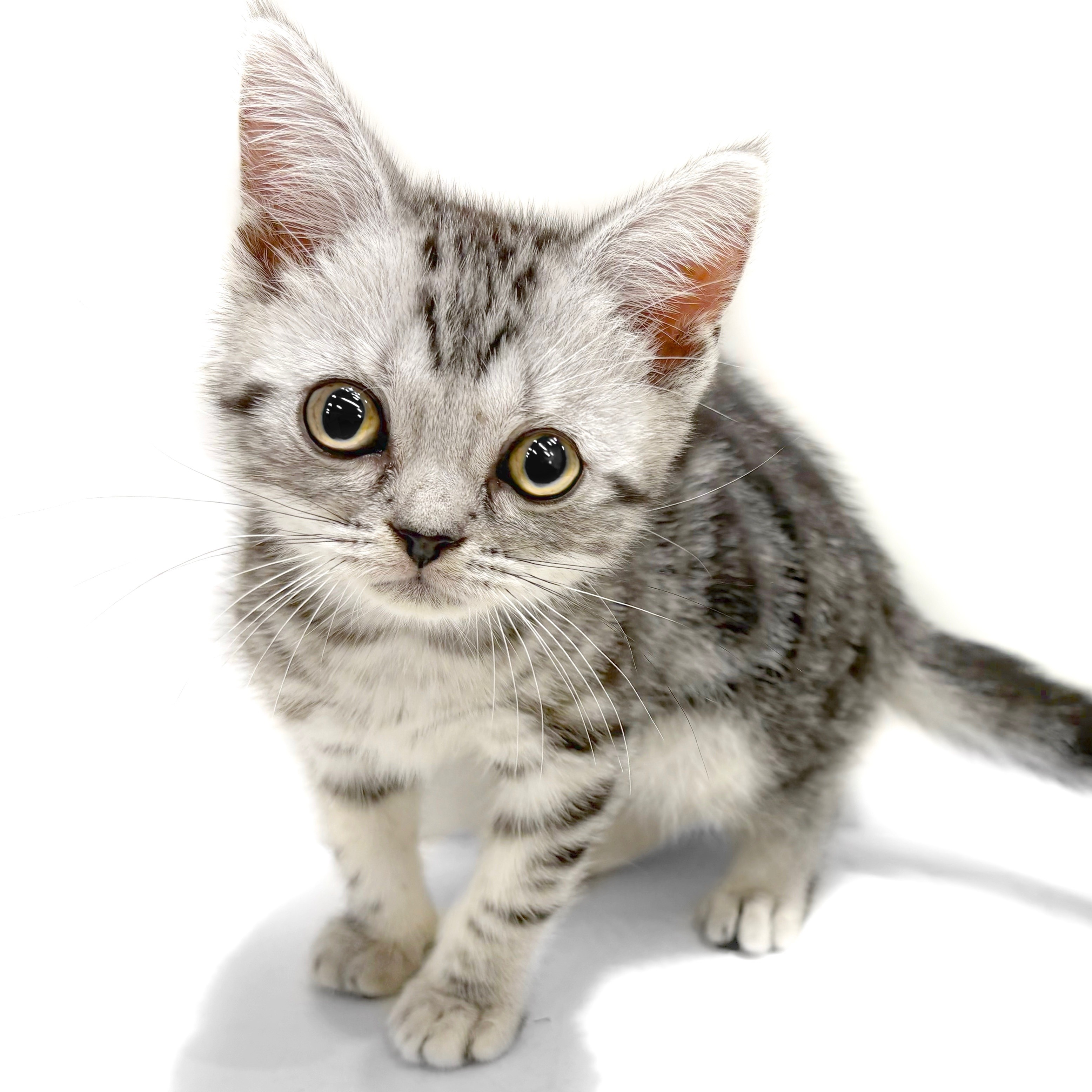 SWAROVSKI スワロフスキー アメリカンショートヘア 猫 置物