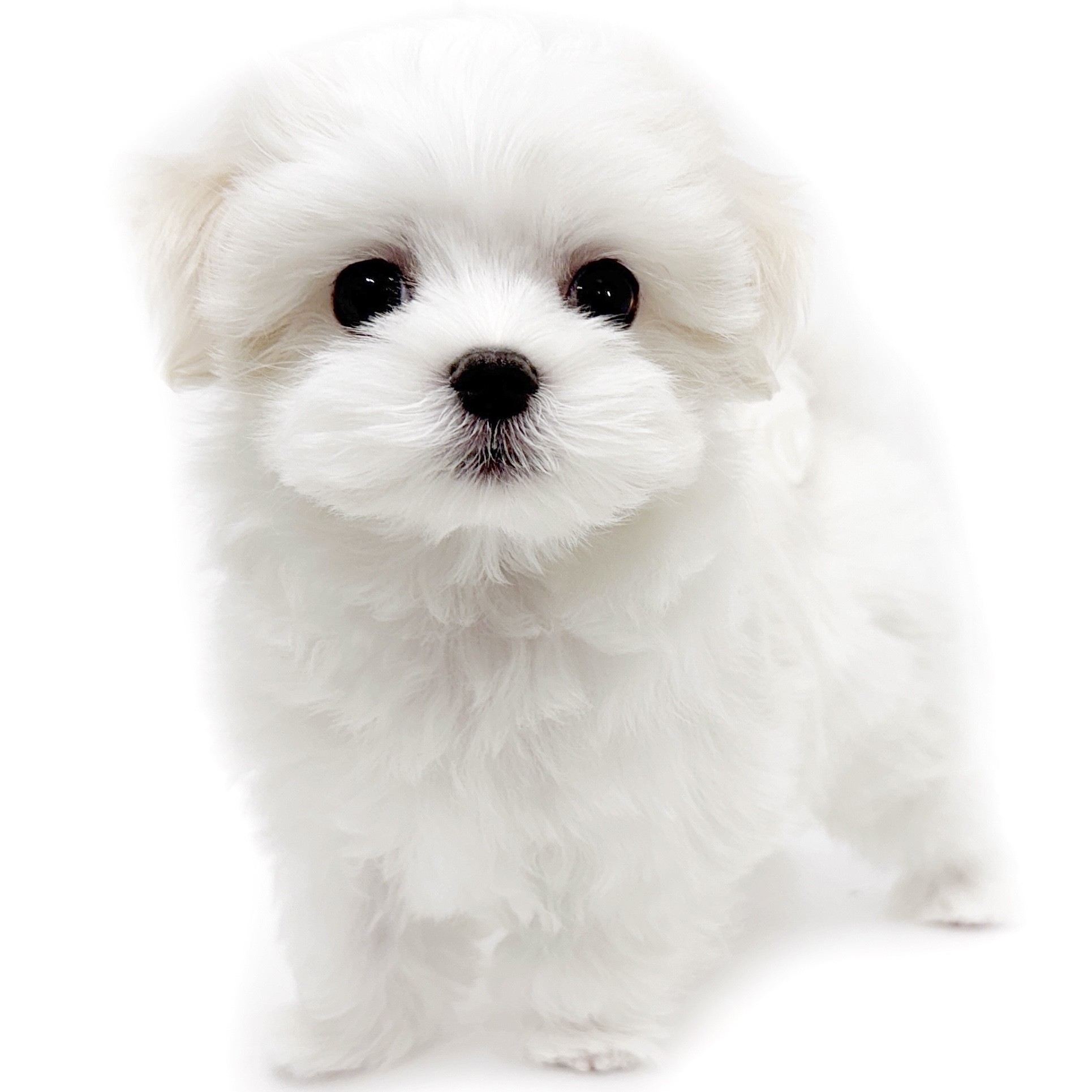 マルチーズ | ペットショップ マルワン 小さめ子犬 美形な子猫