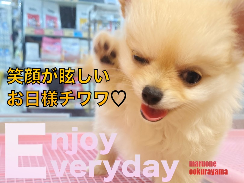 【 チワワ 】環境なれ抜群！！笑顔が眩しいお日様ガール！