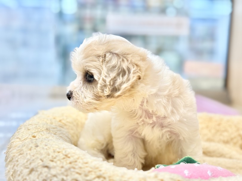 走ると揺れる、可愛いツインテール♪ | MIX犬 キャバション （06-279） - 横浜 大倉山店