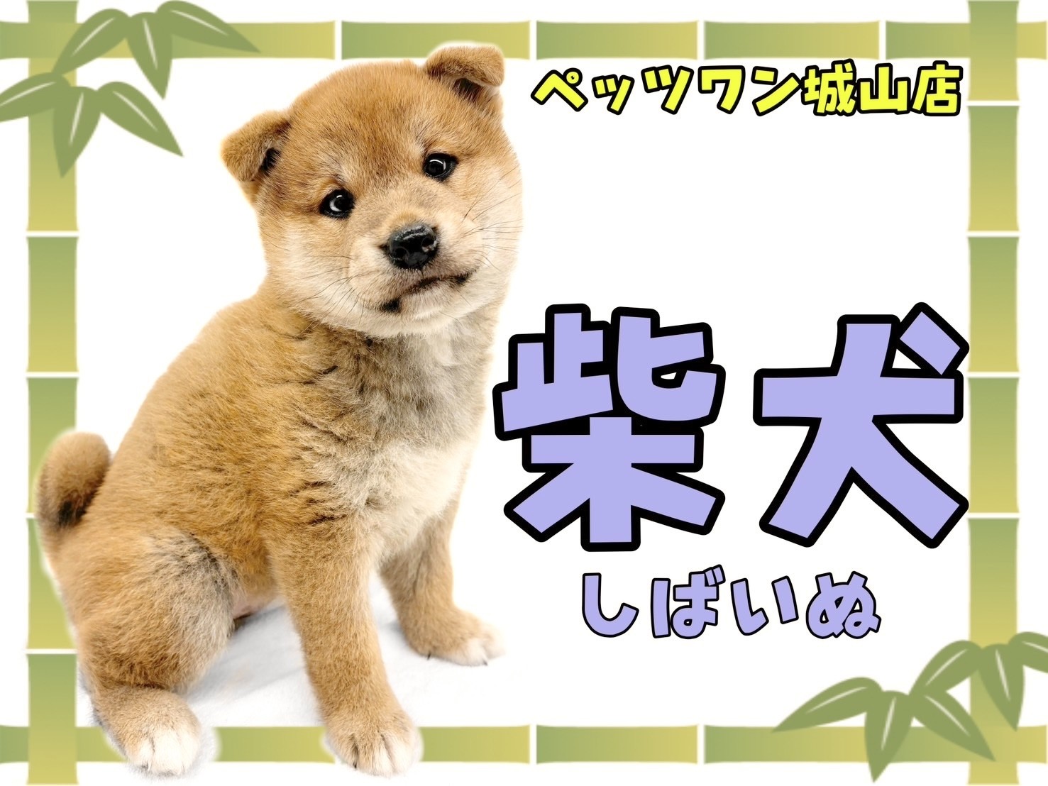 柴犬 】中身も外見も愛らしい！当店屈指の人気者、柴ちゃん登場