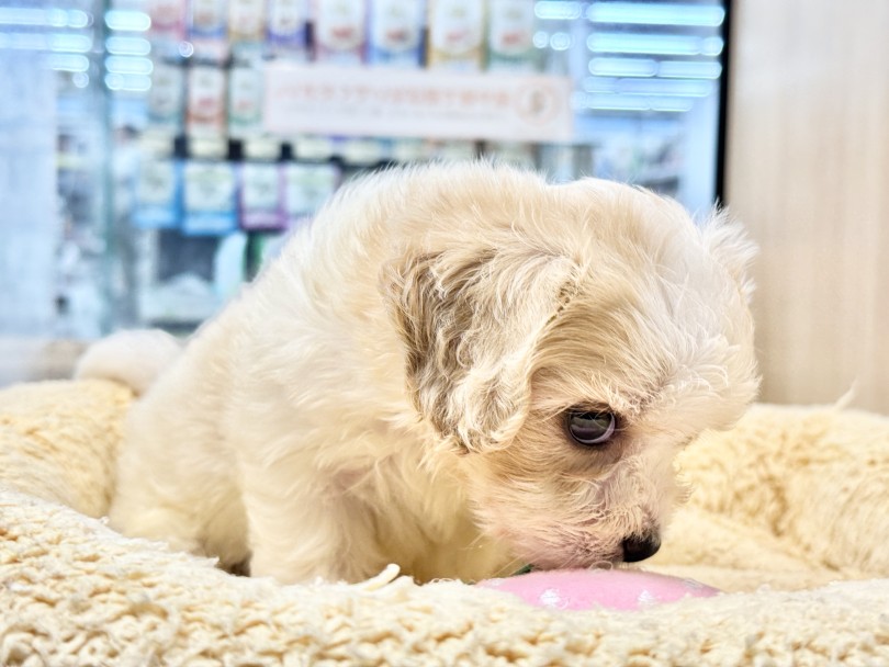 いつまでもパピー感残る、童顔フェイスに成長しそうな予感 | MIX犬 キャバション （06-279） - 横浜 大倉山店