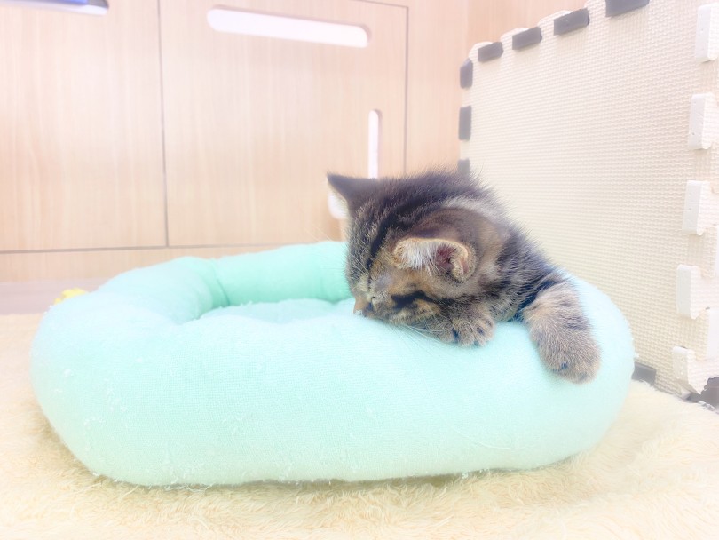 人生をより豊かにしてくれるネコちゃん♡ | マンチカン （06-278） - 横浜 大倉山店