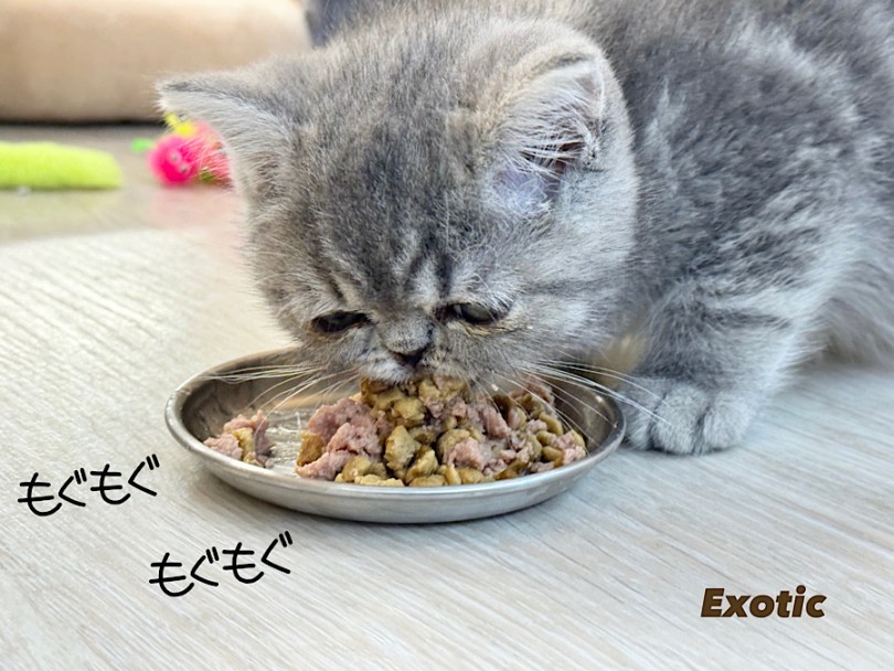 性格はおっとりさんですが、ご飯の時間はワイルド！ | エキゾチック （03-190） - 横浜 港北ニュータウン店