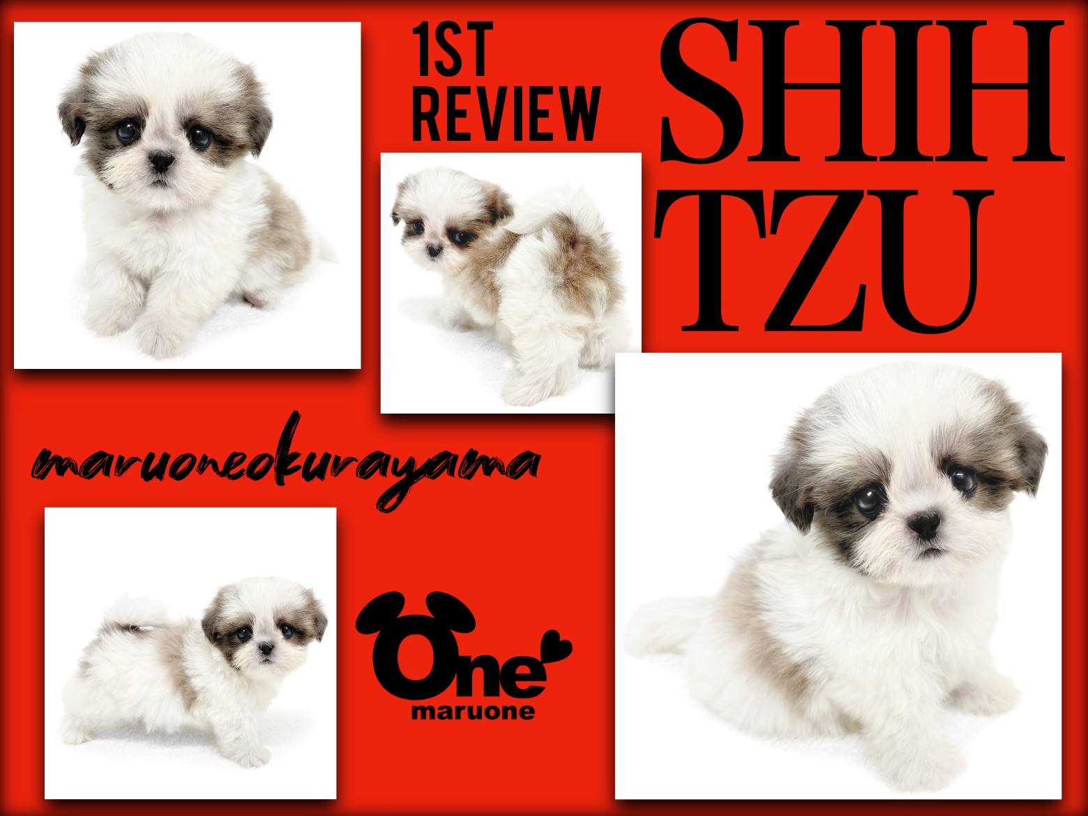シーズー犬ページです♡ シーズー 】クラシックスタンダードの名にふさわしい美シーズー