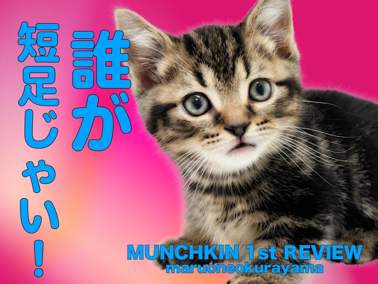 マンチカン 】アーティスティックなクラシックタビーの甘ったれ短足
