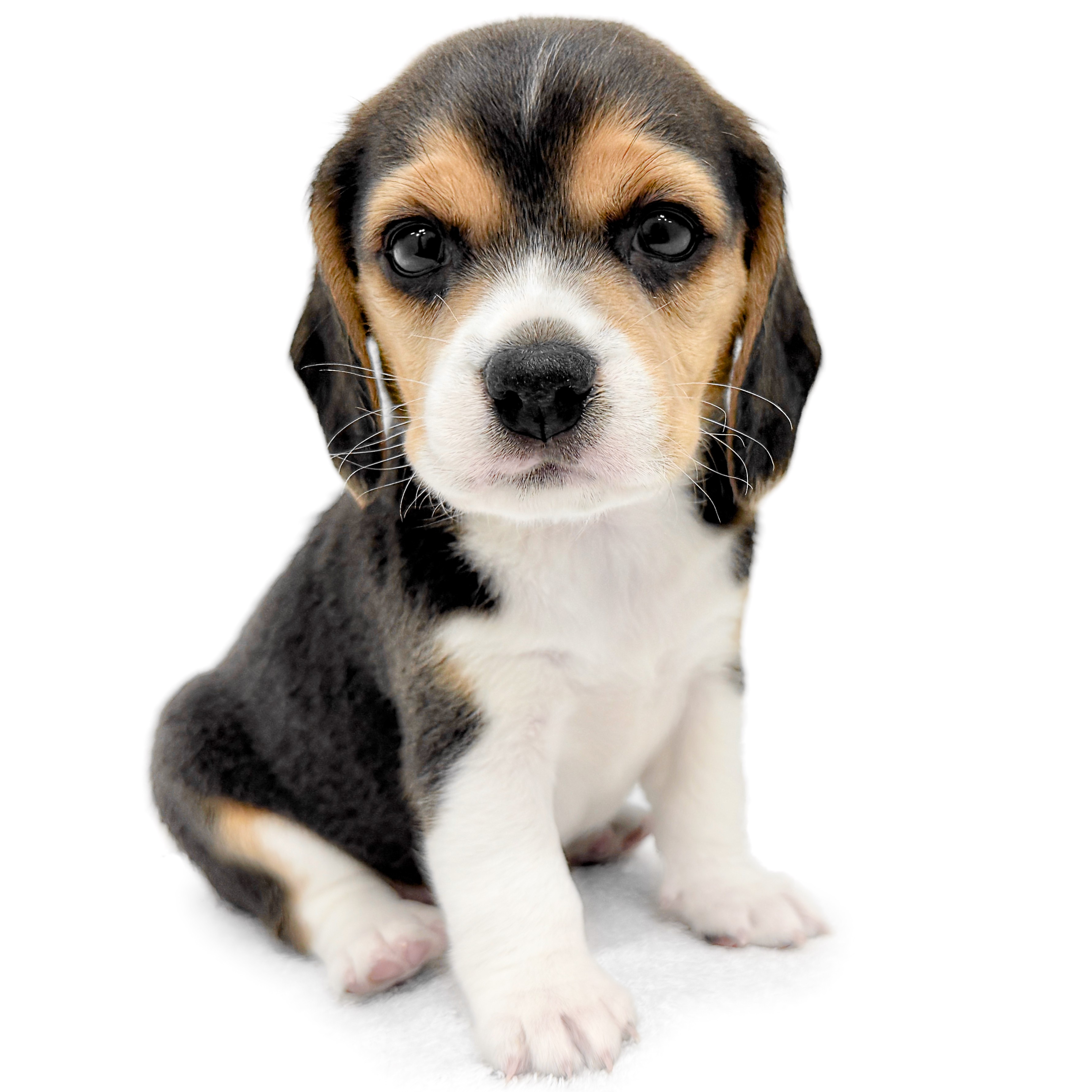 ビーグル犬 hqdefault.jpg