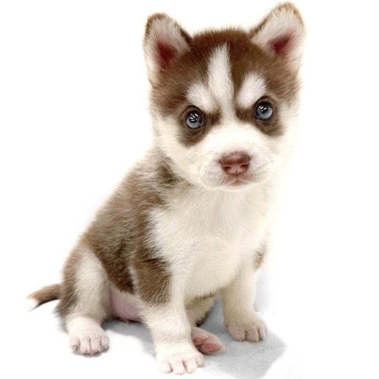 シベリアンハスキー | ペットショップ マルワン 小さめ子犬 美形