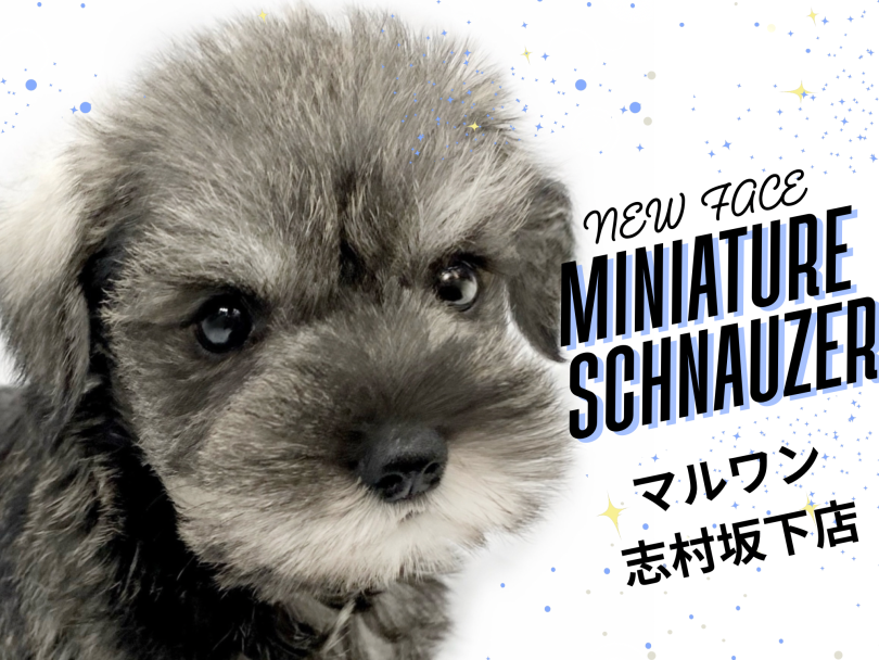 【 ミニチュア・シュナウザー 】おヒゲが魅力のわんこ！超美形なシュナくんが登場！