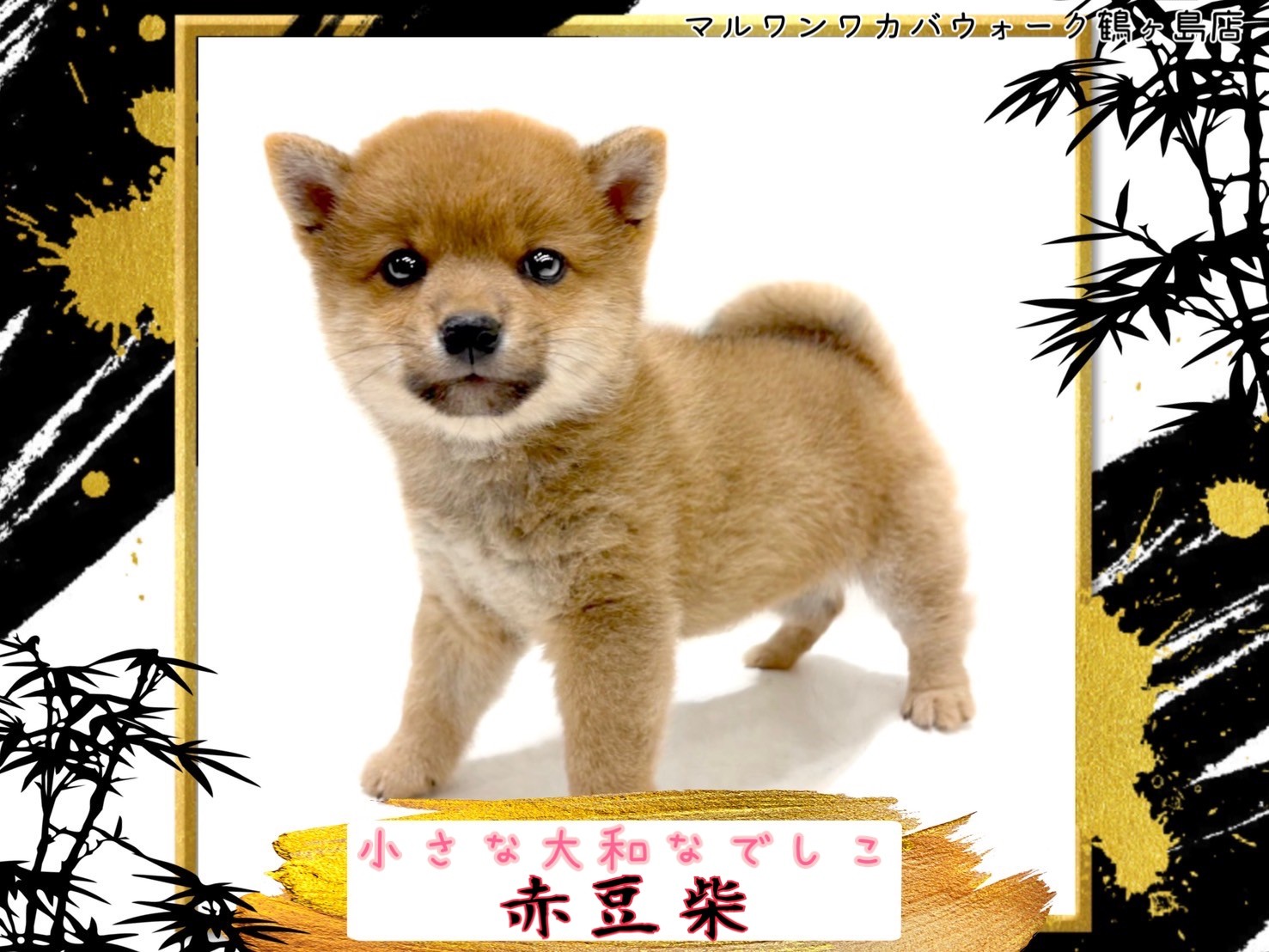 おしゃべりわんこ 豆柴ちゃん ?media_id=3580901453495950461