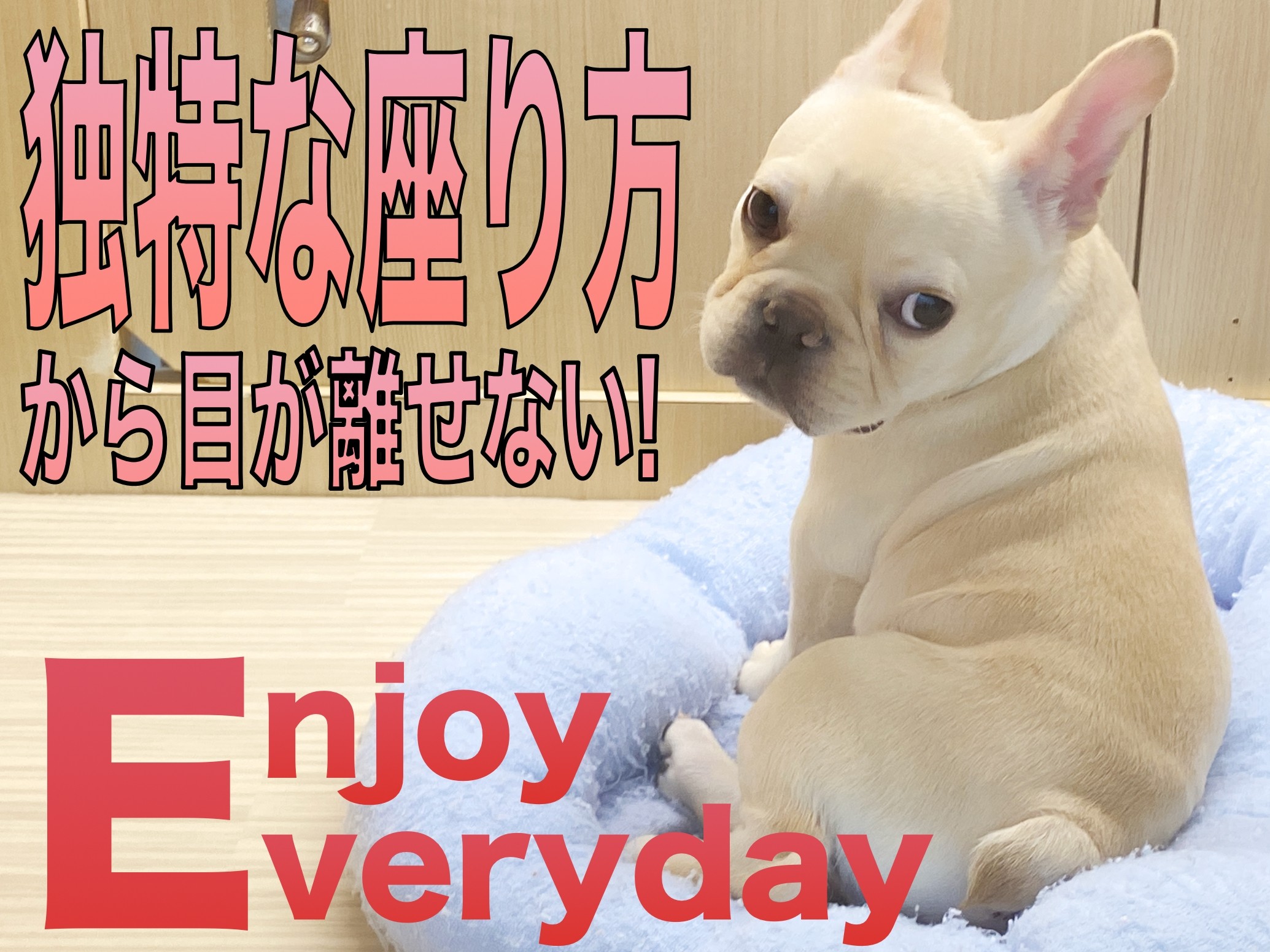 フレンチブルドッグ フレブル お茶目なフレブル ジュエリートレイ