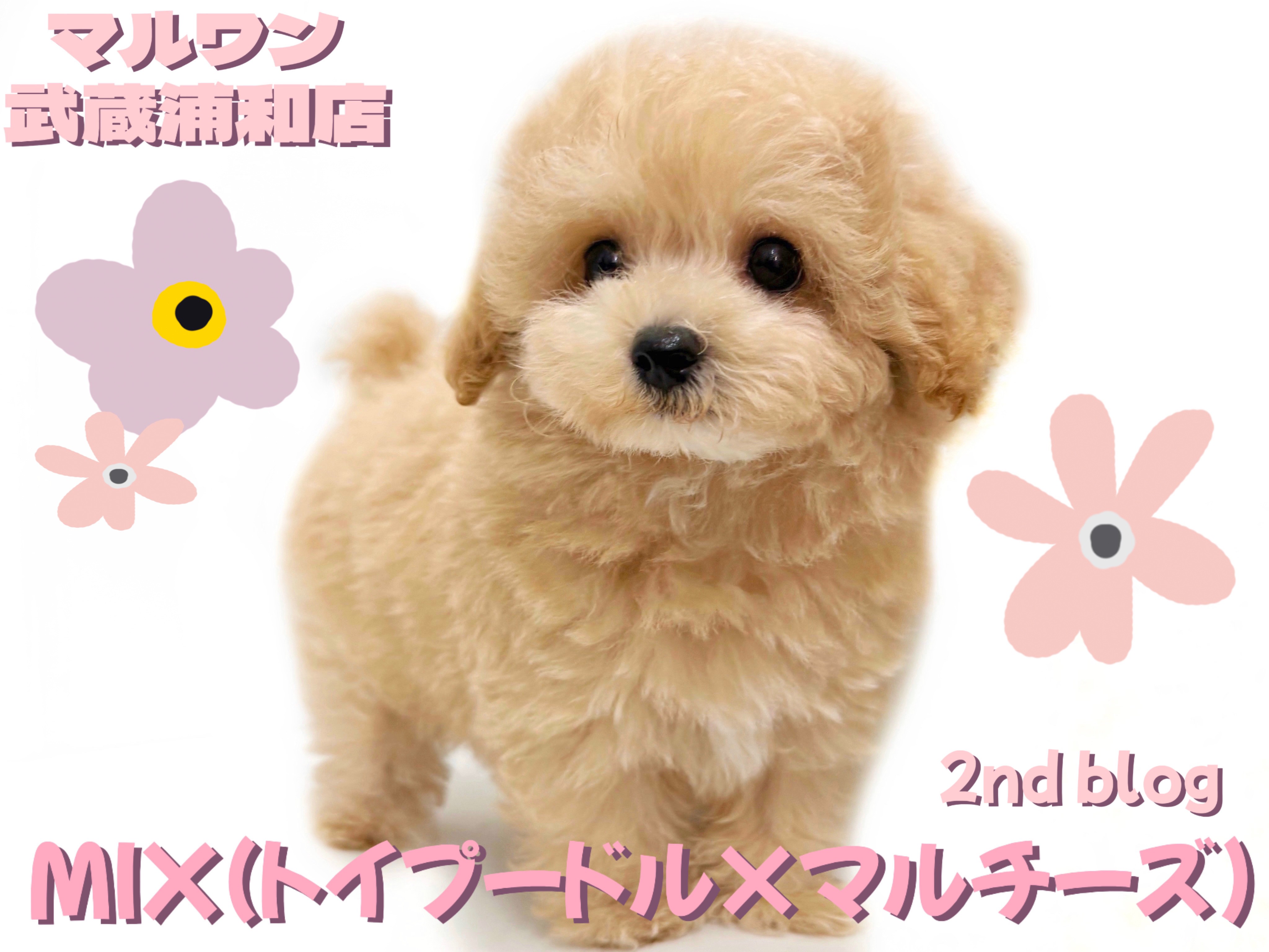マルプー 】最上級に可愛いお顔のMIXが降臨！アプリコットカラーの