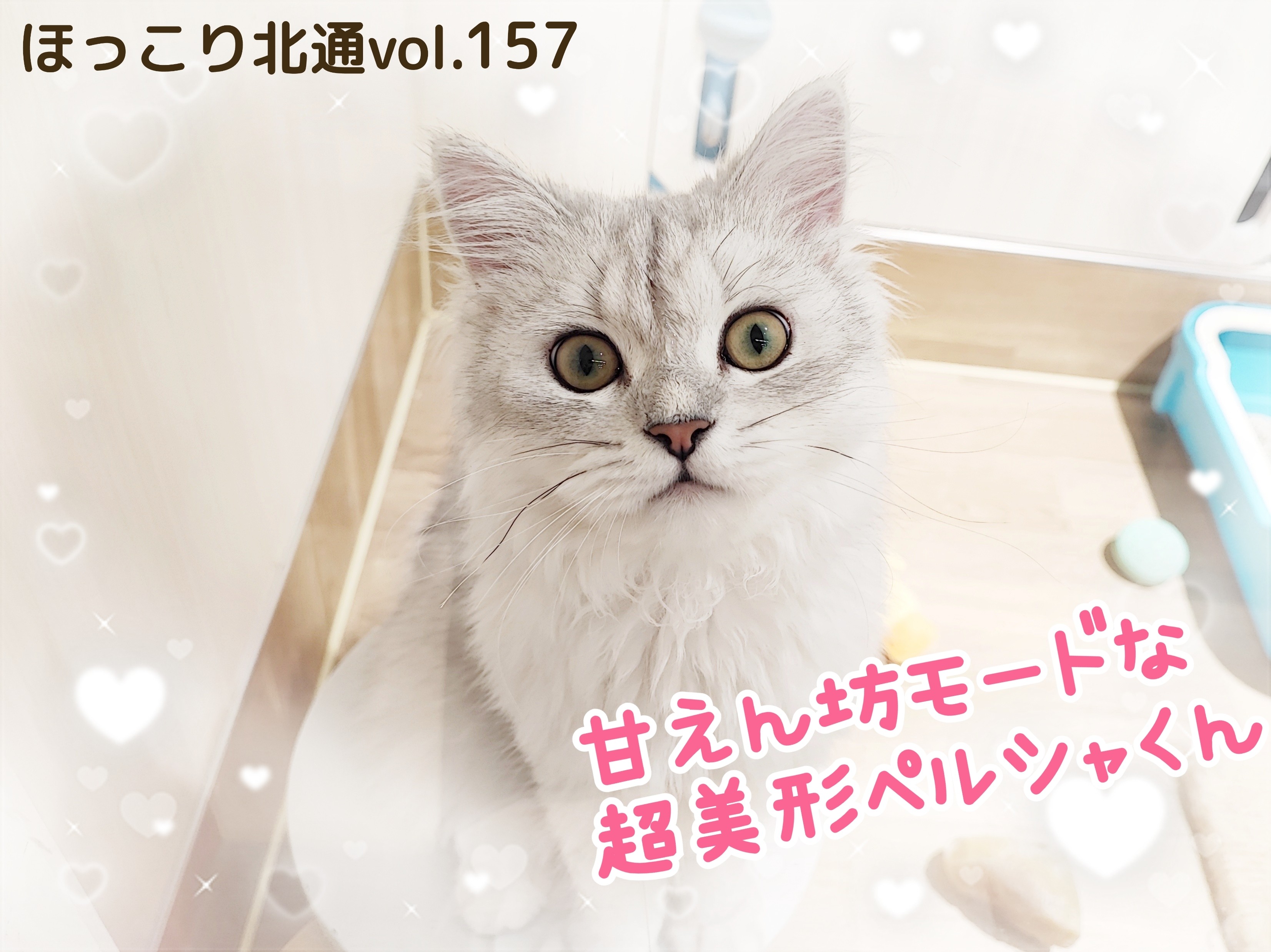 ほっこり北通vol.157 】甘えん坊モード全開な超美形ペルシャくん