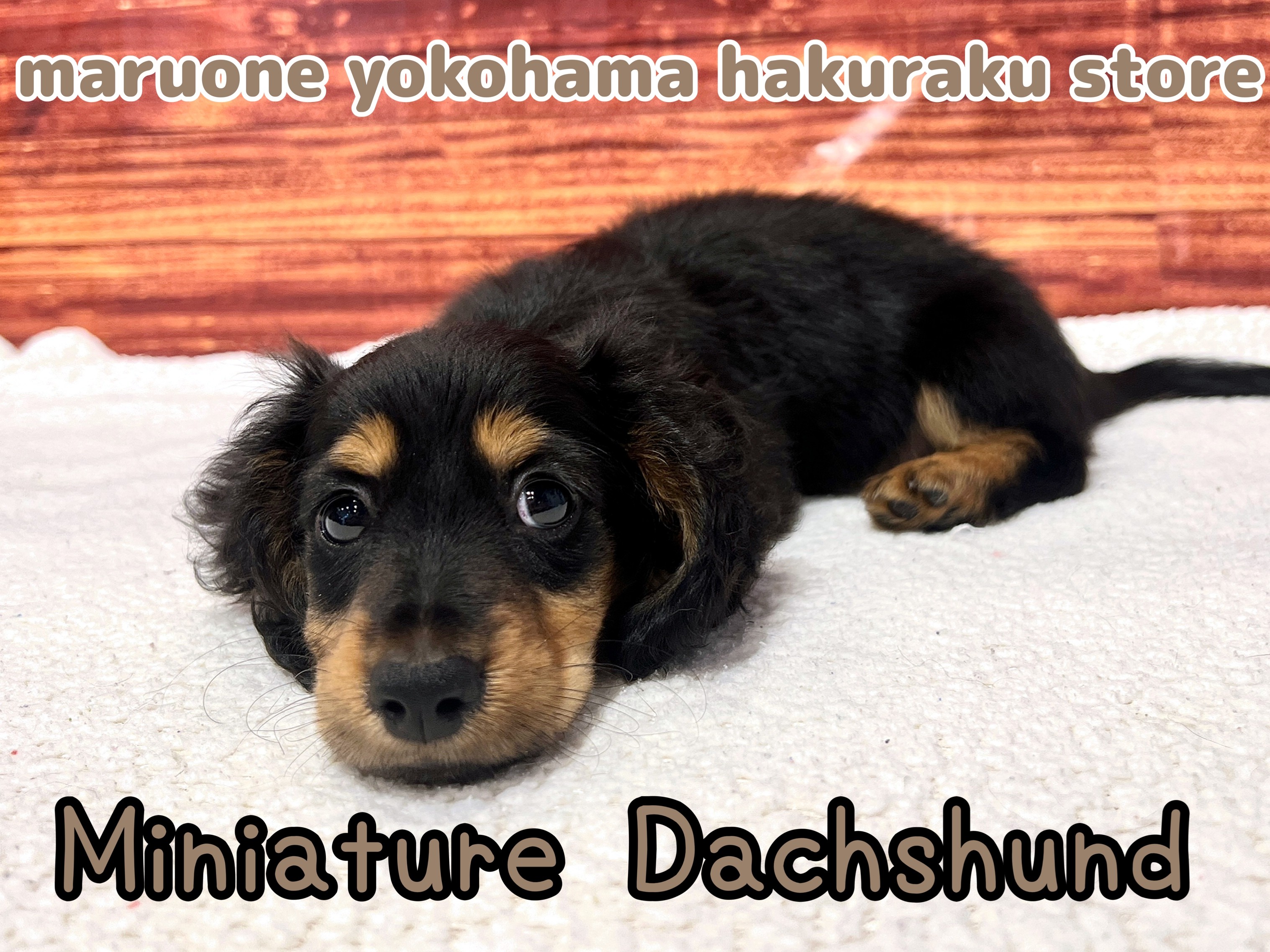 ダックスです 4303ed2e3cc9aa05237ff5b7b96132