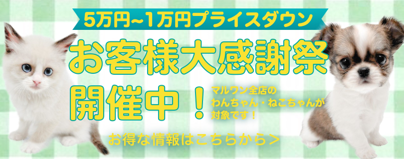 【 お客様大感謝祭 】可愛いわんにゃんをお迎えする為のプレゼント企画！
