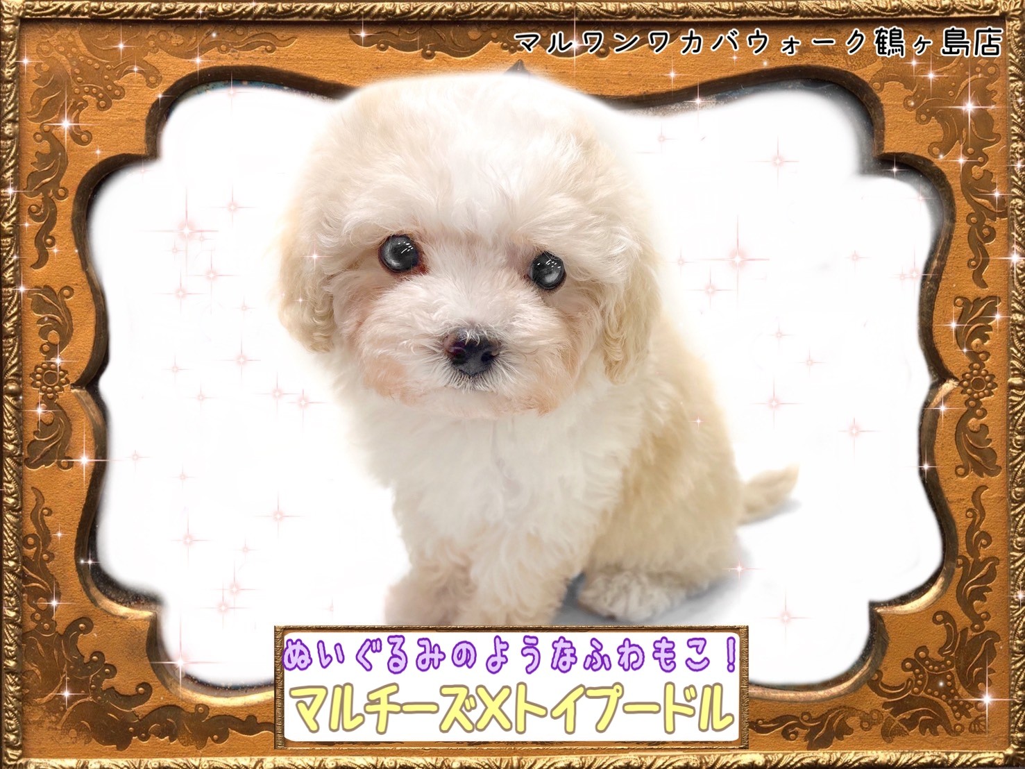 お値下げ！送料込み♡マルプーちゃん。ふわふわワンコ♡ MIX 】大人気！まるでぬいぐるみのようなふわもこマルプーちゃん