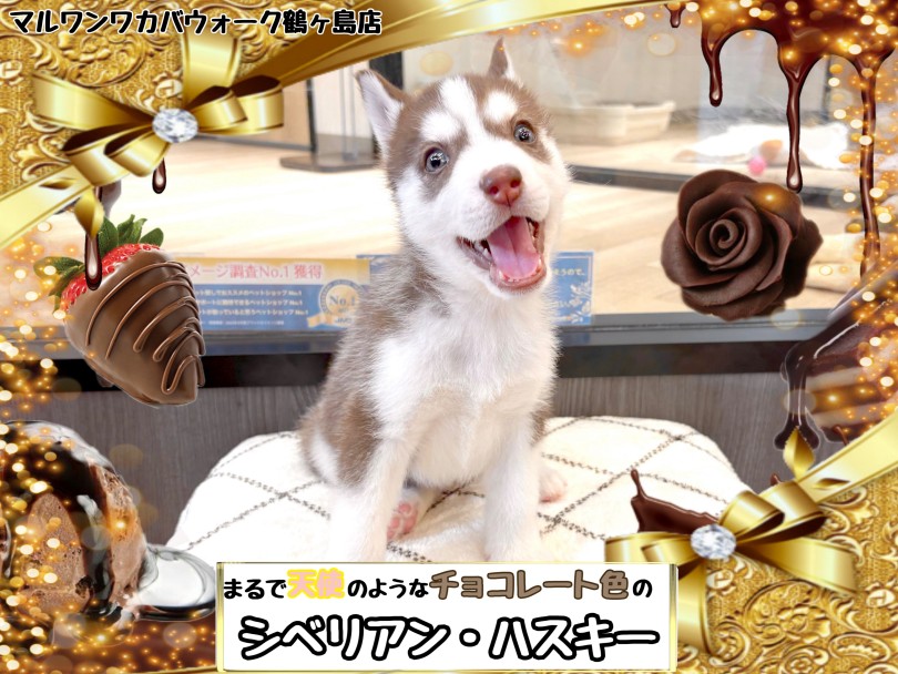 【 シベリアン・ハスキー 】遂にやってきた！天使のようなチョコレートハスキー