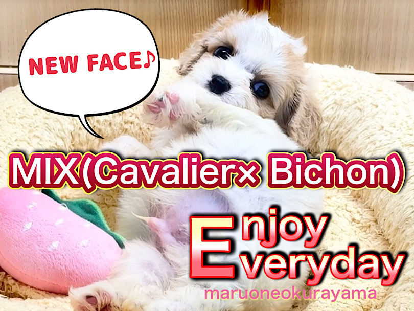 【 キャバション 】NEW FACE！大人気のMIXちゃんが大倉山店にやってきた！