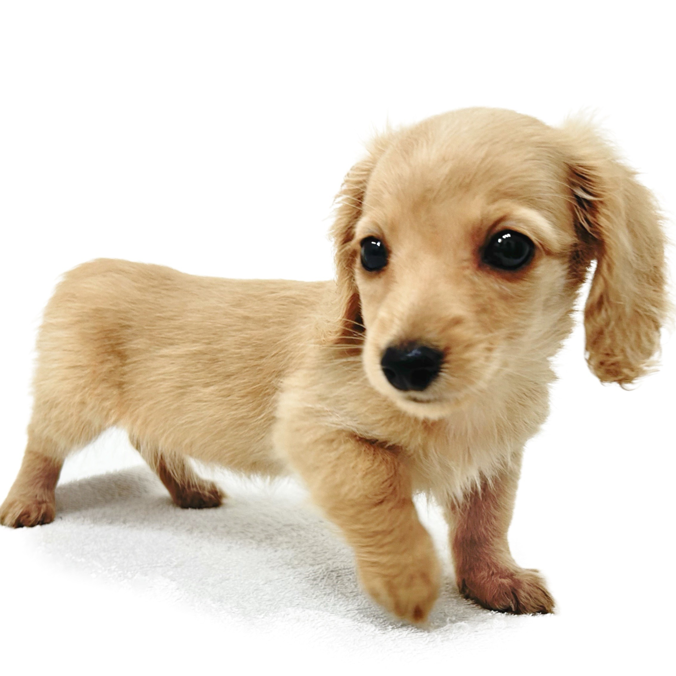 リアルヘッド　仁面犬　三郎　レアカラー リアルヘッド 仁面犬 三郎 レアカラー リアルヘッド 仁面犬 三郎 レア