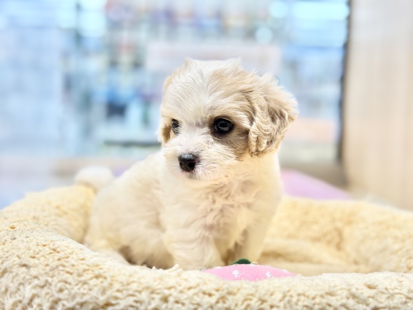クリっとした、丸く輝く瞳がキラッキラ♪ | MIX犬 キャバション （06-279） - 横浜 大倉山店