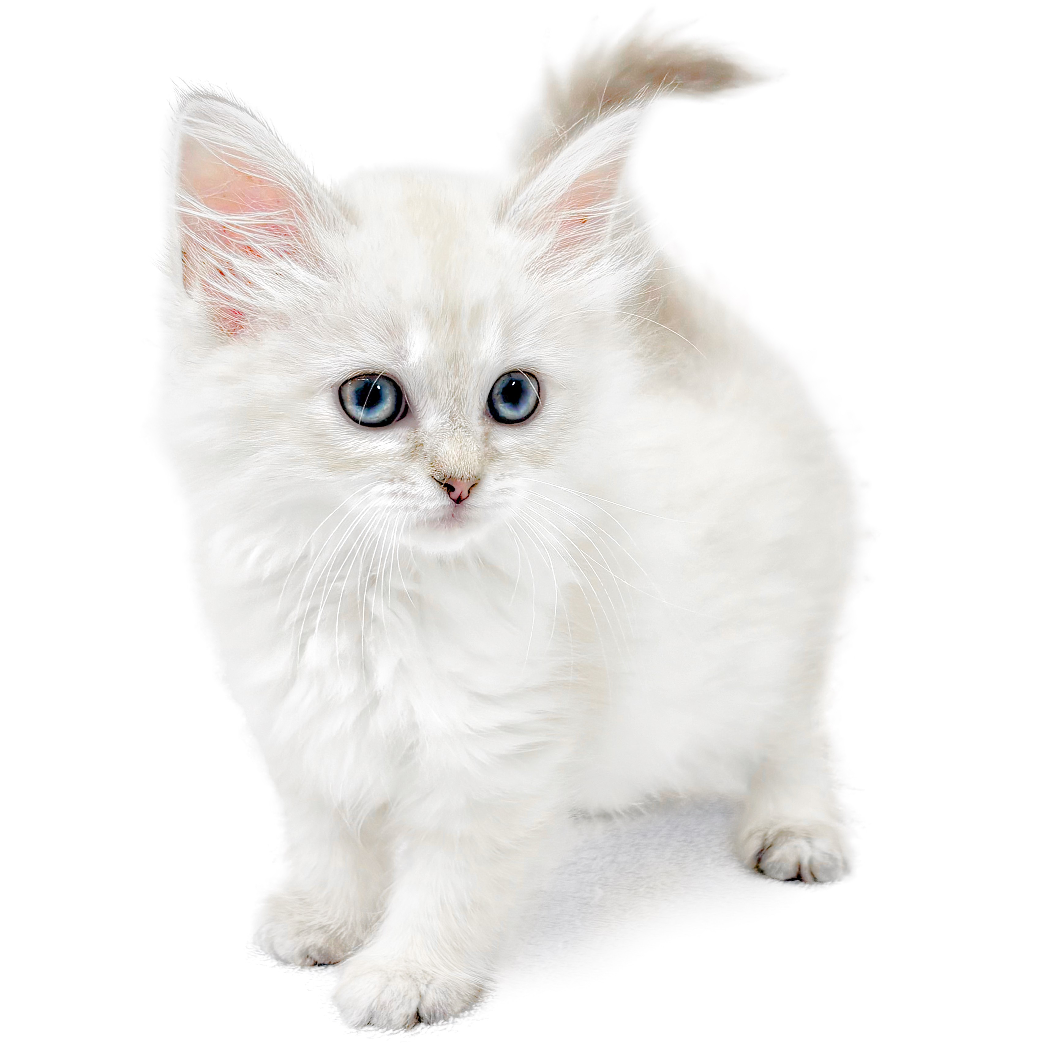 ネヴァマスカレード | ペットショップ マルワン 小さめ子犬 美形な子猫