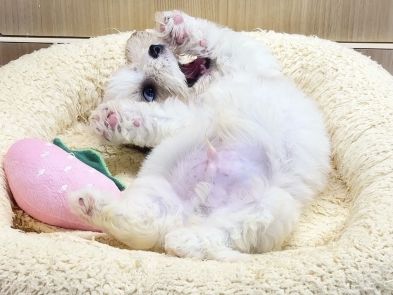 初日から、お腹を全開にして遊んでいます | MIX犬 キャバション （06-279） - 横浜 大倉山店