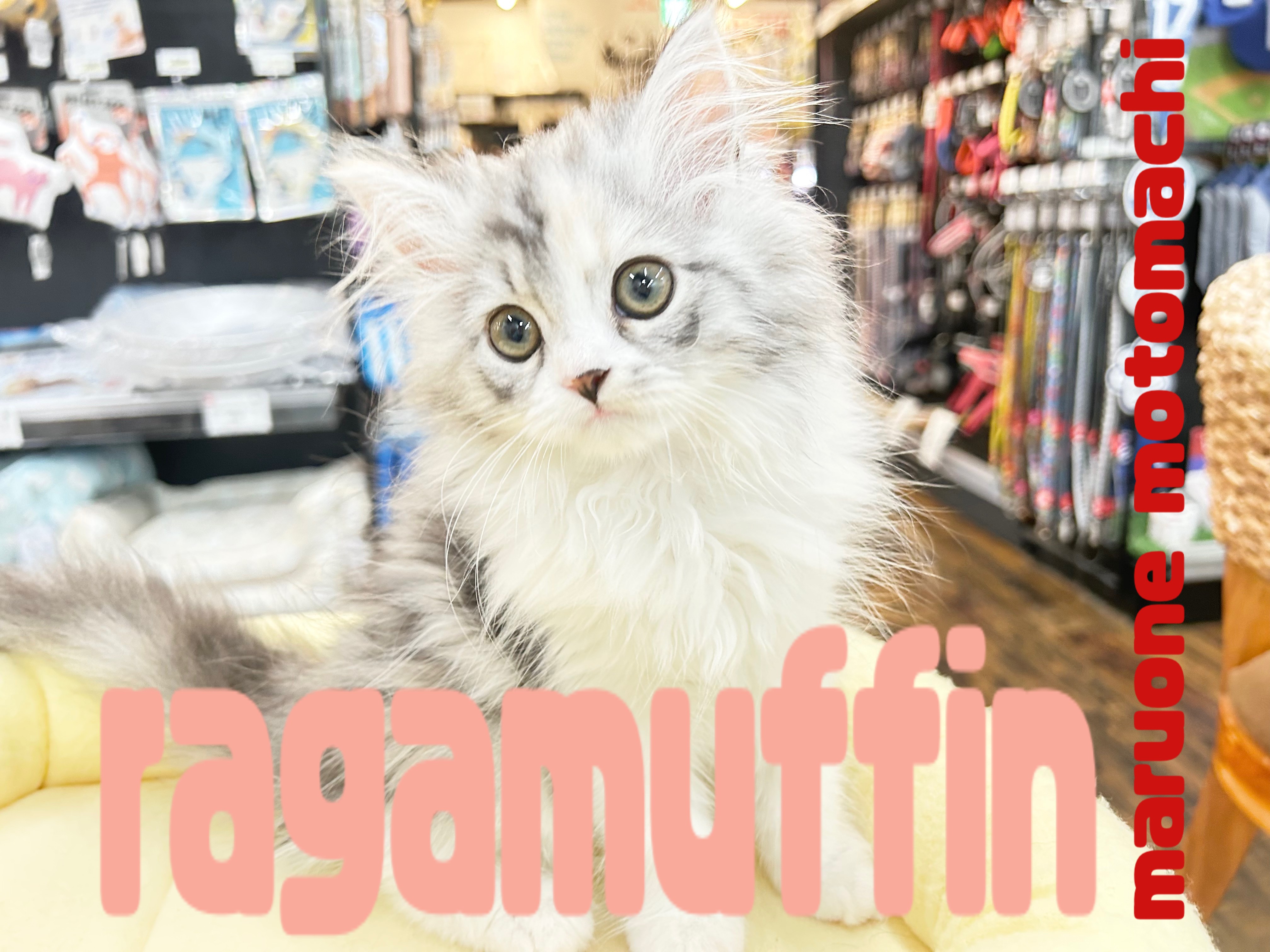 ラガマフィン 】圧倒的毛量と愛らしさが魅力の超美猫が横浜元町店に