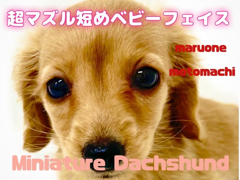 * vintage animal ❀ オレンジグラスアイ *ミニチュア ダックス vintage animal ❀ オレンジグラスアイ *ミニチュア ダックス