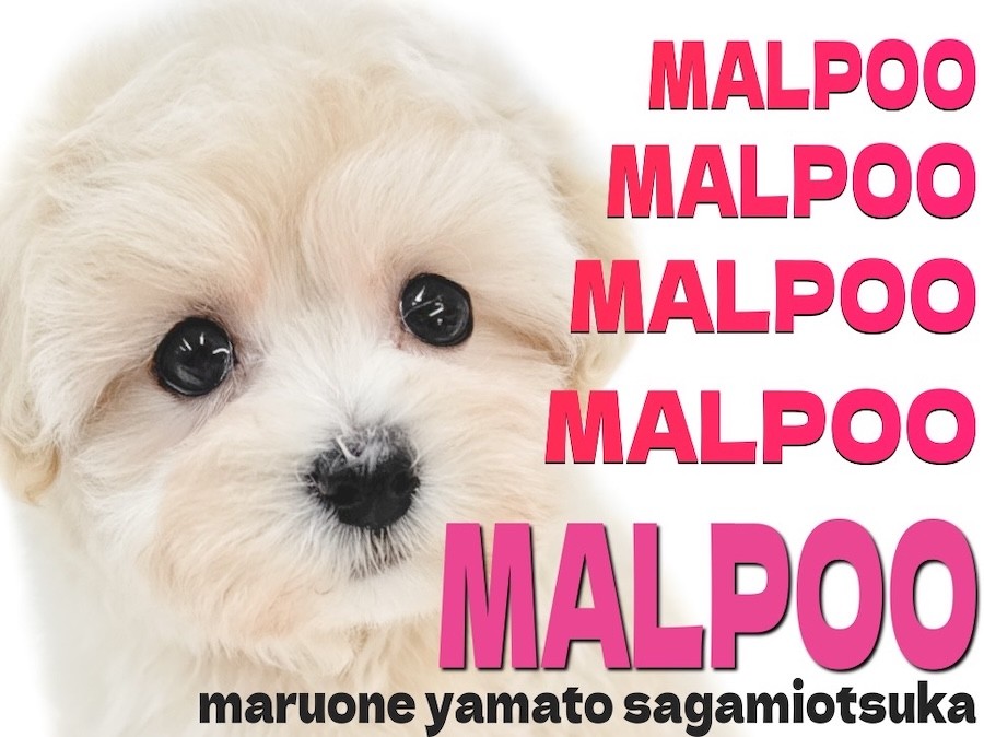 マルプー 】大人気！スター性溢れる可愛さと愛嬌の100％ぬいぐるみ系