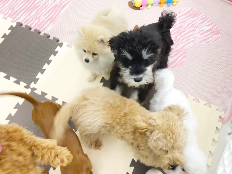 子犬のからだは、遊びながら育っていくんです！ | フレンドトレーニング - 横浜 大倉山店
