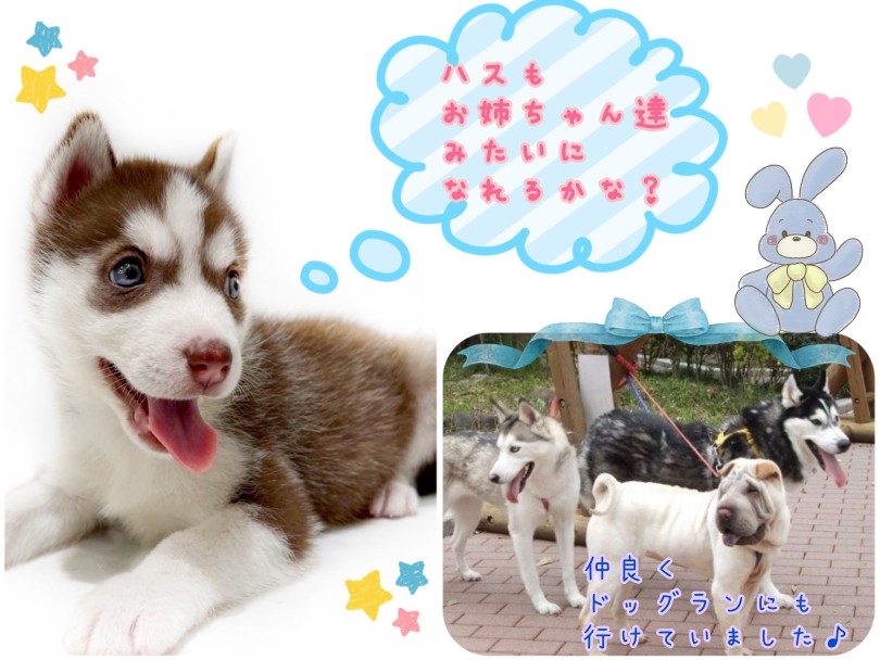 多頭飼いには向いてる? | シベリアン・ハスキー (21-215) - 鶴ヶ島店