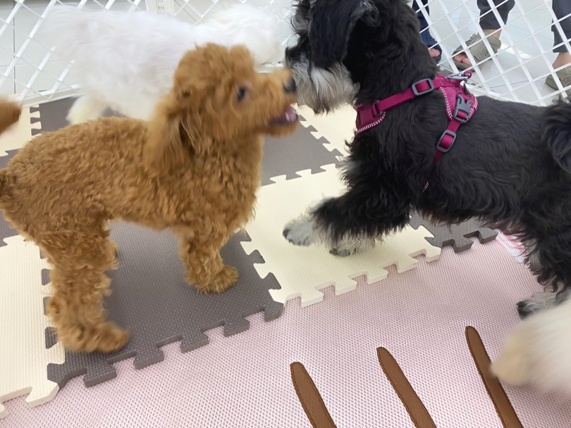 犬同士だからこそ学べる「犬語の世界」 | フレンドトレーニング - 横浜 大倉山店