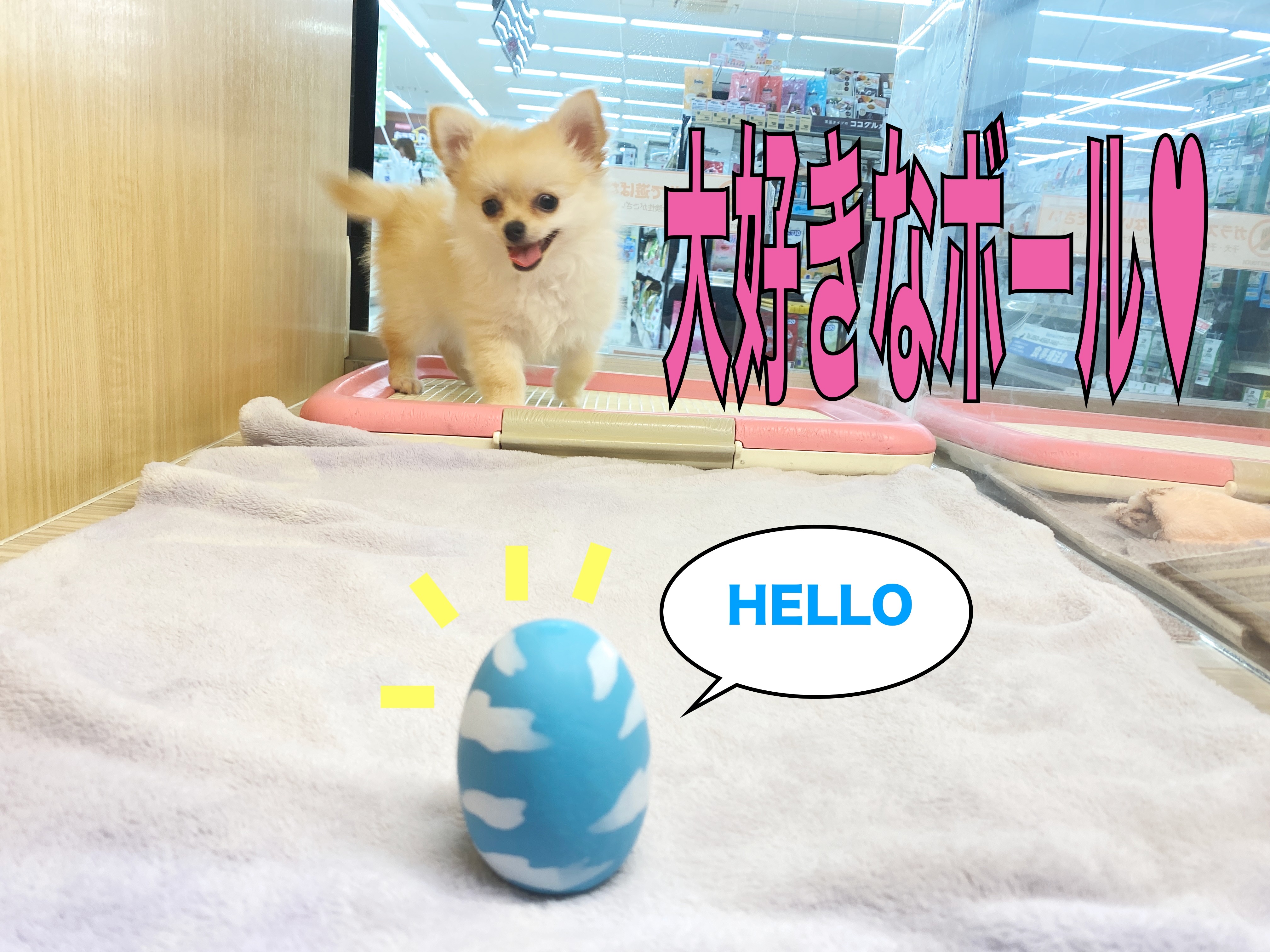 チワワ 】大好きなボールで大ハッスル！そのあとはへそ天でグーグー