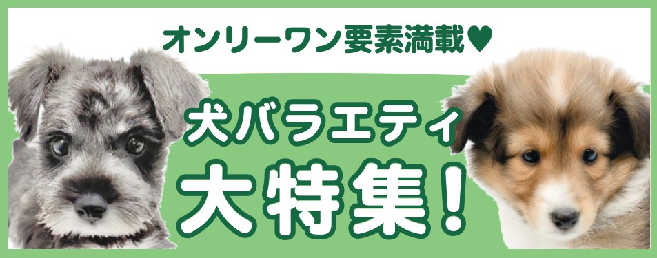 特集犬バラエティ