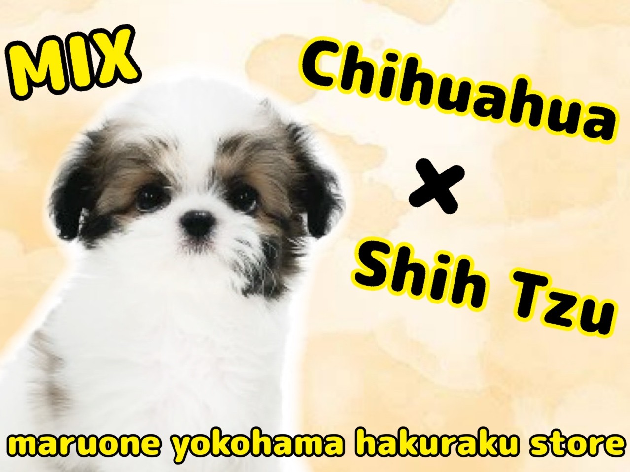 激レアインコの被り物ポメラニアン、柴犬、マルチーズ、チワワ、シーズ、ダックス MIX 】最強の癒し系チワワ×シーズーのMIX犬 | マルワンBLOG | ペット