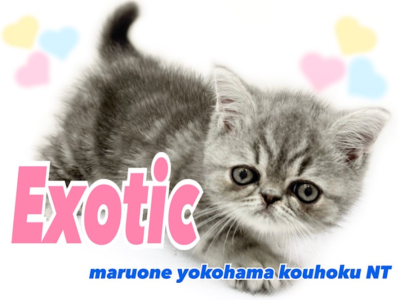 【 エキゾチック 】ぶちゃかわの代表！鼻ぺちゃ×タレ目の癒し系男子