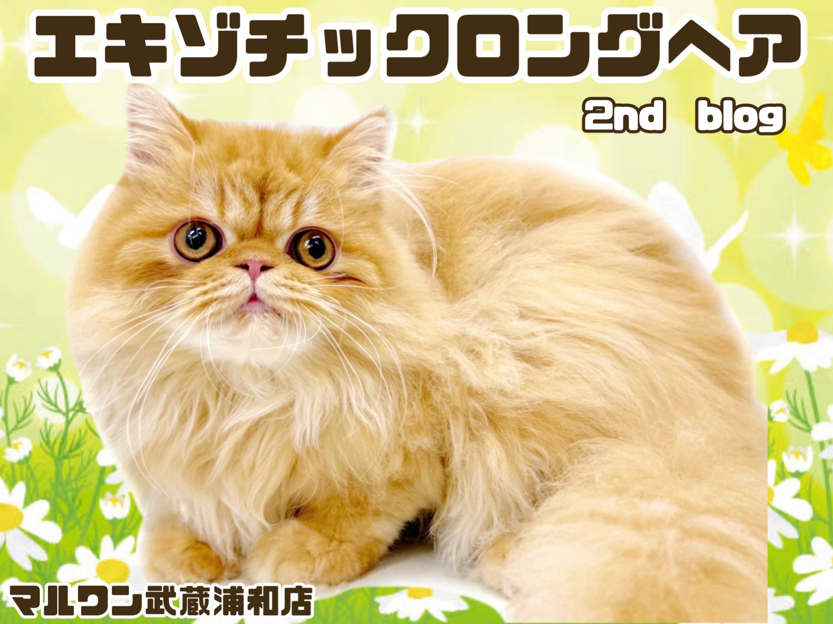 エキゾチック 】注目すべきは目と鼻の最強黄金配置！希少なロングヘア
