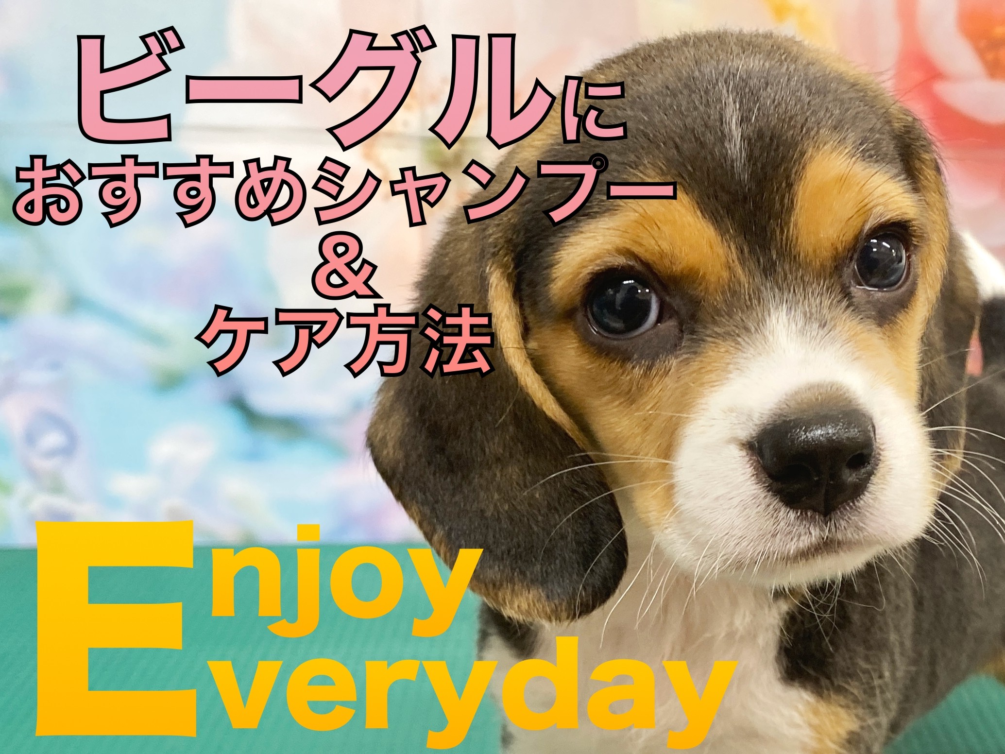 ビーグル 】ビーちゃんとの生活をもっと快適に！おすすめシャンプー